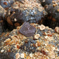 CRUNCHY ARTISAN PANETTONE &amp; GIANDUJA